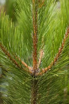 Pine Needles Abstract Background. Needles on a pine branch. Stock Photos