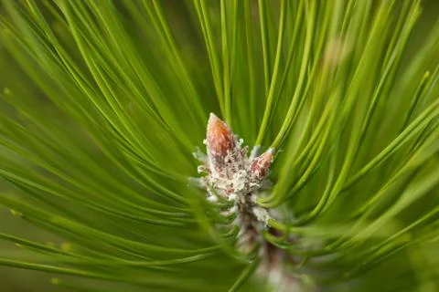 Pine Needles Abstract Background. Needles on a pine branch. Stock Photos