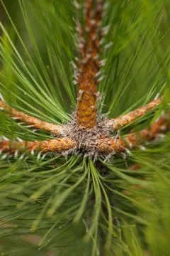 Pine Needles Abstract Background. Needles on a pine branch. Stock Photos