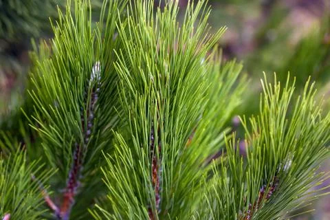 Pine Needles Abstract Background. Needles on a pine branch. Stock Photos