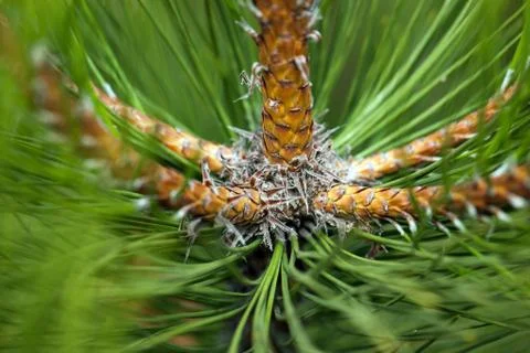 Pine Needles Abstract Background. Needles on a pine branch. 스톡 사진
