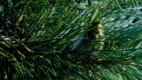 Pine needles and a branch with a young pine cone Stock Footage 282259900