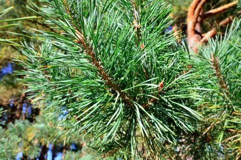Pine needles and buds close-up. Beautiful natural background Stock Photos