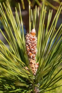 Pine needles and cone Foto stock
