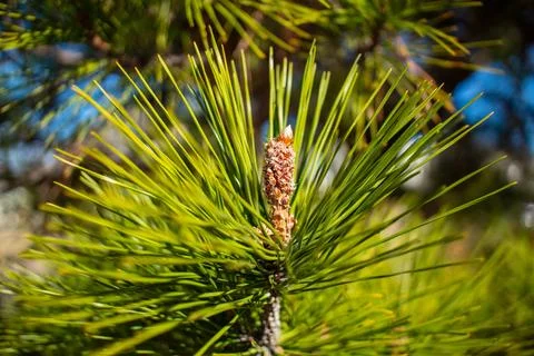 Pine needles and cone Foto stock