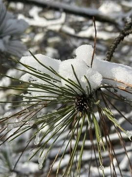 Pine Needles and Cone in Winter Snow Stock Photos
