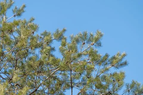 Pine needles and cones against blue sky, crisp detail highlighting texture an Stock Photos