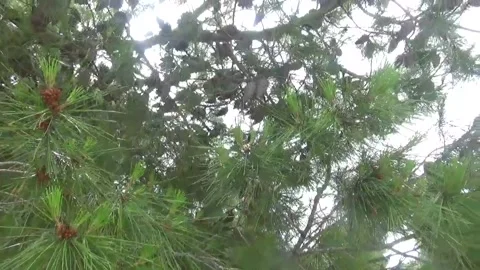 Pine needles and cones close up Stock Footage 311591553