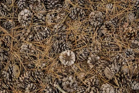 Pine needles and cones fallen on the ground Stock Photos