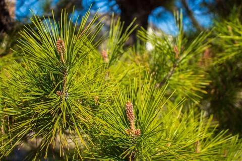 Pine needles and cones Foto stock