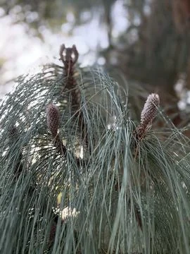 Pine Needles and Cones Stock Photos
