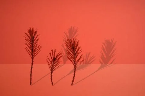 Pine needles and copyspace. Minimal concept art. Stock Photos