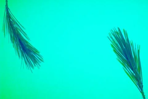 Pine needles and copyspace. Minimal concept art. Stock Photos