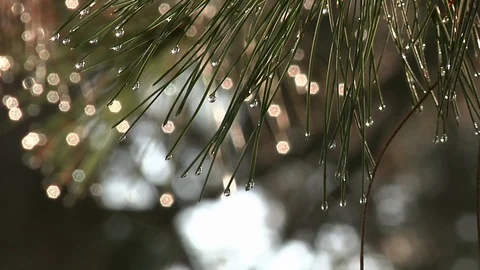 Pine needles and dew drops. Stock Footage 118882599
