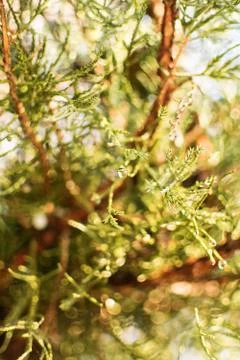 Pine needles and dew drops against the sun Stock Photos