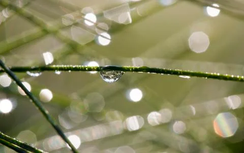 Pine Needles and dew 스톡 사진