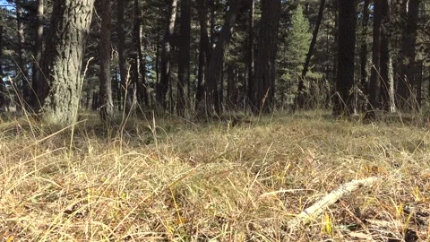 Pine needles and dry leaves cover the woodland floor - Botanical Texture Stock Footage 339791787
