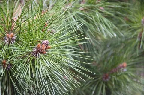 Pine Needles and Emerging Pollen Cones Fotos de archivo