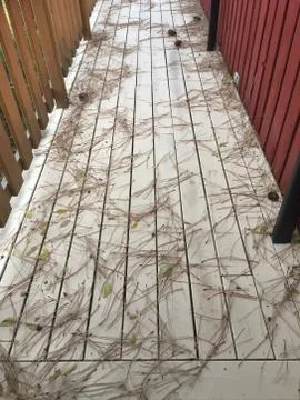 Pine needles and pine cones on painted wooden deck Stock Photos