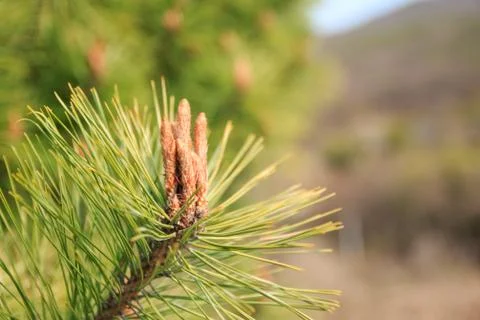 Pine needles and Pine flower Stock Photos