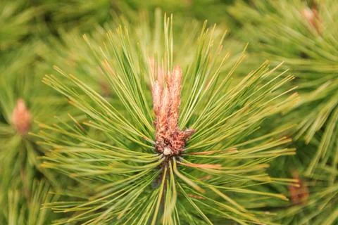 Pine needles and Pine flower Stock Photos