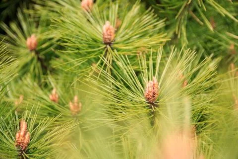 Pine needles and Pine flower Stock Photos