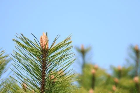 Pine needles and Pine flower Stock Photos