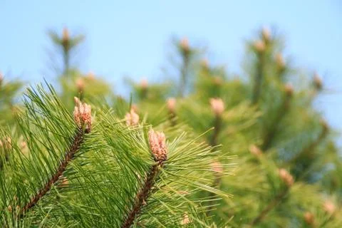 Pine needles and Pine flower Stock Photos