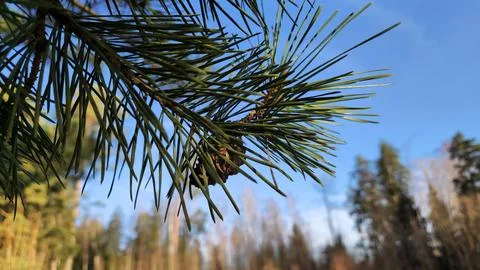 Pine needles and sky with forest view Stock Photos