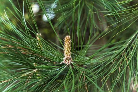 Pine Needles and Young Pine Cones on Tree Branch Close Up Stock Photos