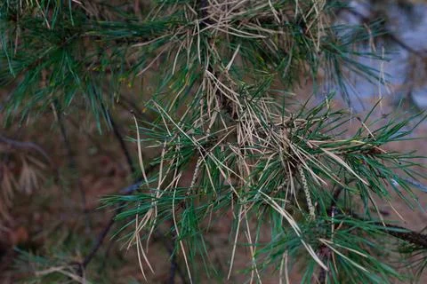 Pine needles on background of forest. Macro of green and dry yellow needles on Stock Photos