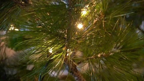 Pine needles in the background of light Stock Footage 122556456