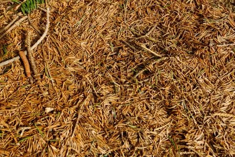Pine needles background Stock Photos