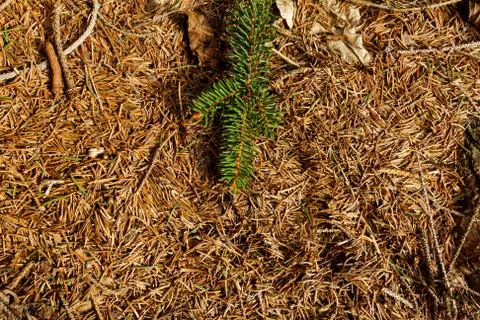 Pine needles background Stock Photos