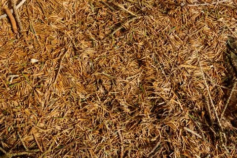 Pine needles background Stock Photos
