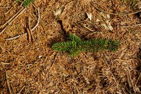 Pine needles background Foto stock