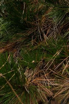 Pine needles background 写真素材