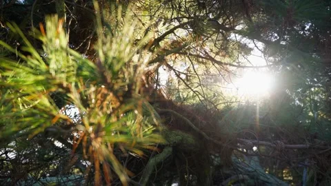Pine needles backlit by the sun, with the camera focus shifting from the Stock Footage 345227963