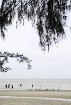 Pine needles with beach background at Tanjung Lapin Beach, Rupat Island Stock Photos