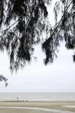Pine needles with beach background at Tanjung Lapin Beach, Rupat Island Stock Photos