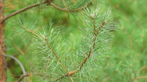 Pine needles blowing in the wind Stock Footage 43030873