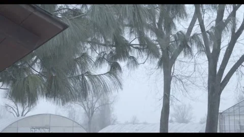Pine needles blown by the wind in winter. Stock Footage 197678167