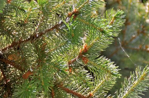 Pine needles on a blurred background, selective focus close up photo Stock Photos