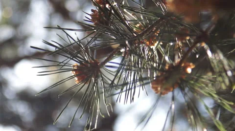 Pine Needles With Bokeh Stock Footage 51532055
