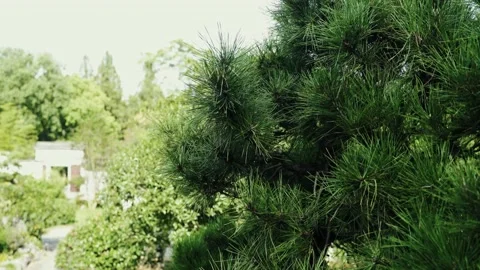 Pine needles in the botanical Garden Stock Footage 163292521