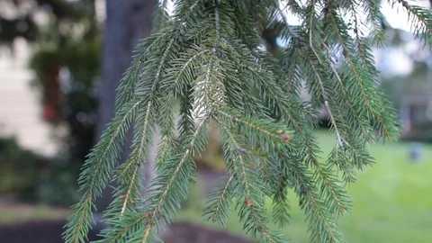 Pine needles branch hanging from tree Video stock 96549268
