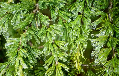 Pine needles branches covered in ice fresh crisp cold Stock Photos