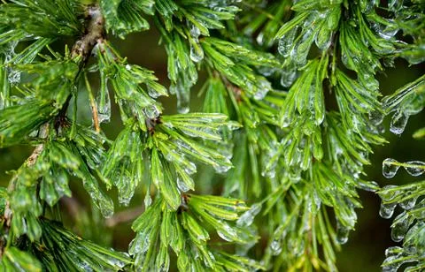 Pine needles branches covered in ice fresh crisp cold Stock Photos