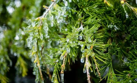 Pine needles branches covered in ice fresh crisp cold Foto stock