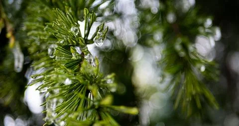Pine needles branches covered in ice fresh crisp cold Stock Photos